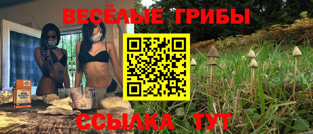 Галлюциногенные грибы прущие грибы  где продают наркотики  Новодвинск  Вход с VPN  Псилоцибиновые грибы Psilocybe 